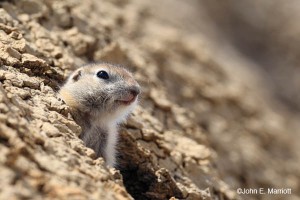 Young Richardson's ground squirrel